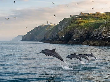 Dolphin Spotting at Berry Head