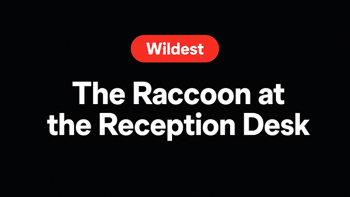 The Raccoon at the Reception Desk