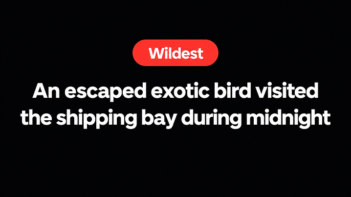 An escaped exotic bird visited the shipping bay during midnight