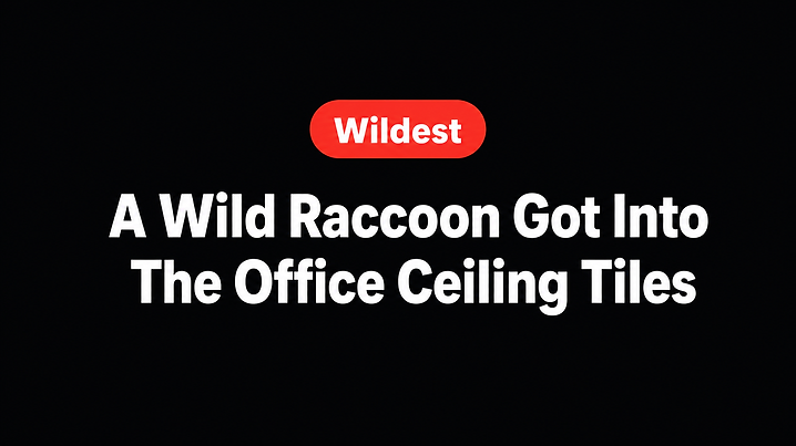 A Wild Raccoon Got Into The Office Ceiling Tiles