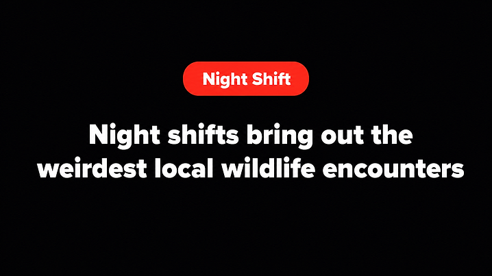 Night shifts bring out the weirdest local wildlife encounters