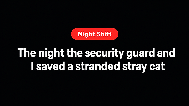 The night the security guard and I saved a stranded stray cat