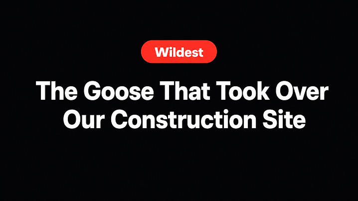 The Goose That Took Over Our Construction Site
