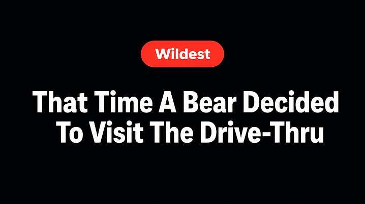 That Time A Bear Decided To Visit The Drive-Thru