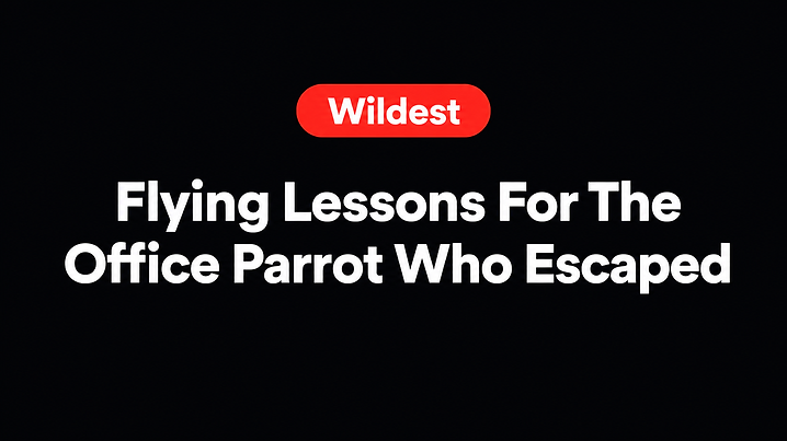 Flying Lessons For The Office Parrot Who Escaped