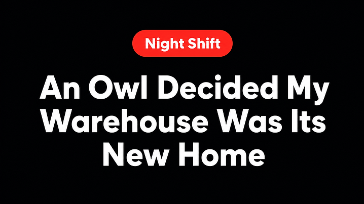 An Owl Decided My Warehouse Was Its New Home