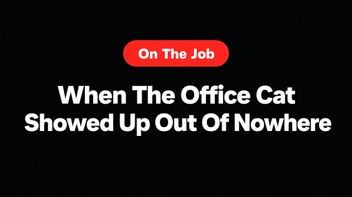 When The Office Cat Showed Up Out Of Nowhere
