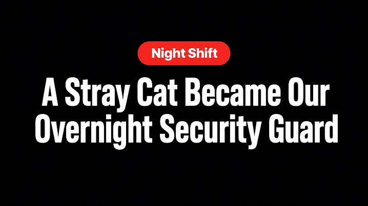 A Stray Cat Became Our Overnight Security Guard
