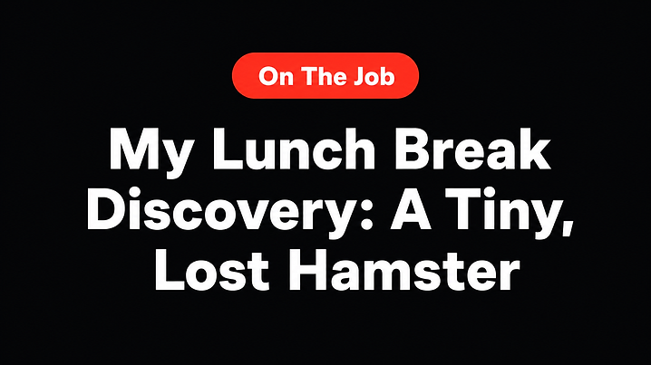 My Lunch Break Discovery: A Tiny, Lost Hamster