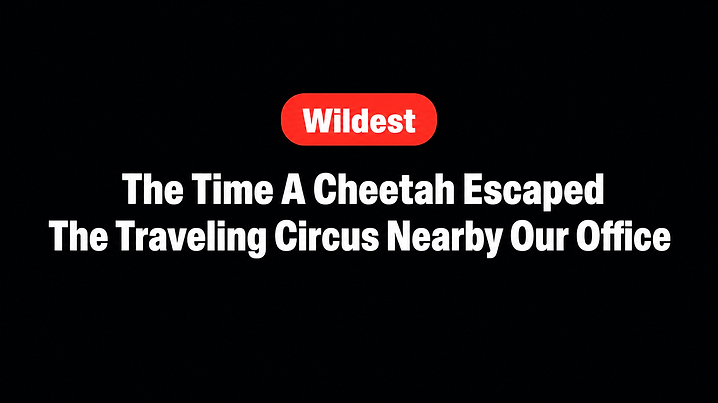 The Time A Cheetah Escaped The Traveling Circus Nearby Our Office