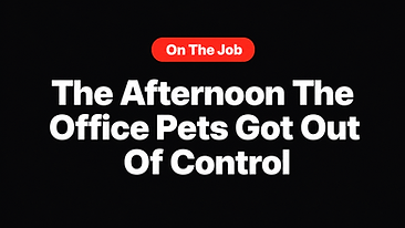 The Afternoon The Office Pets Got Out Of Control