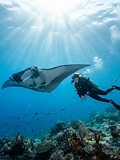 Diving