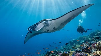 Manta Season Dive Special