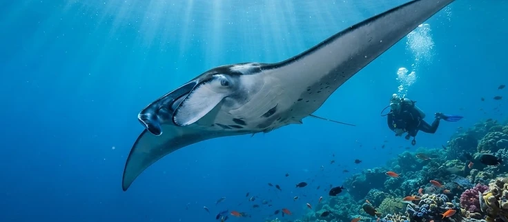 Manta Ray Dive Expedition