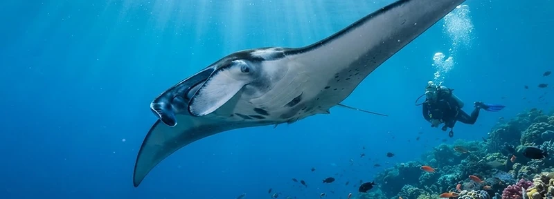 Ocean Adventures Dive Center