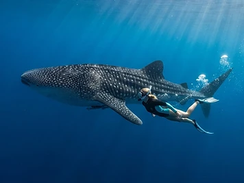 Whale Shark Snorkel Safari