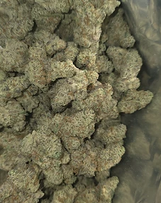 Purple Frost