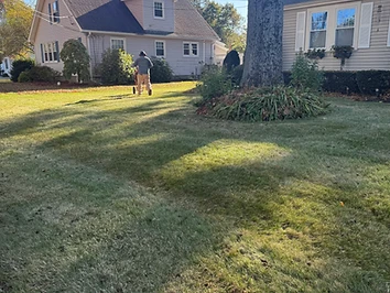 Aerating, Overseeding & Top Dressing