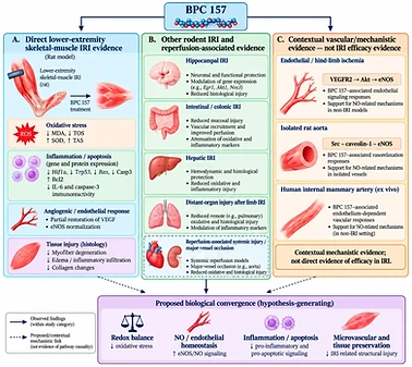 BPC-157 & TB-500 research illustration