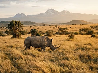 White rhino grazing on high grassland with Mount Kenya in the distance