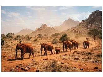 Red-dusted elephants on arid red earth among volcanic outcrops in Tsavo, Kenya