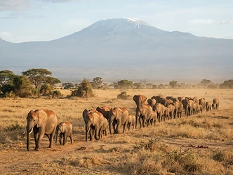 Elephant herd crossing golden plains beneath Mount Kilimanjaro in Amboseli, Kenya