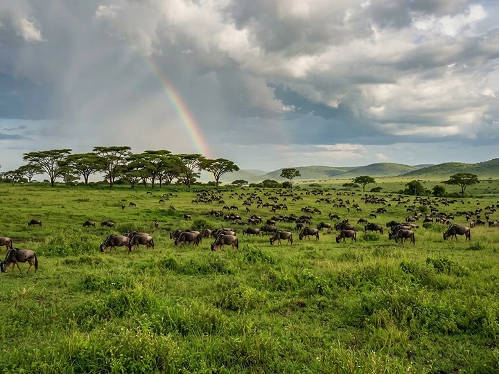 Lush green savanna with acacia trees and grazing herds after the rains in Kenya