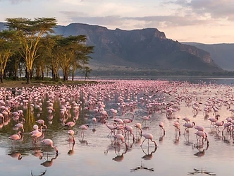Flamingos wading in the shallows of Lake Nakuru in the Great Rift Valley