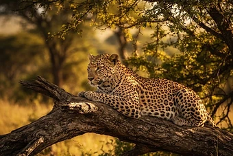 Ten Things to Know Before Your First Kenya Safari