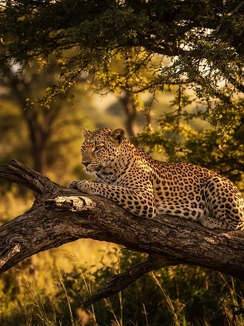 Big Five Safaris