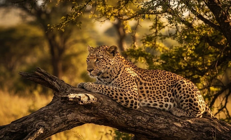 Guides, advice and stories from Kenya