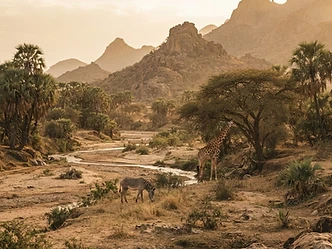 Arid riverbed with doum palms and rocky hills in Samburu National Reserve, Kenya