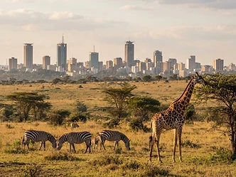 Giraffe and zebra on grassland with the Nairobi city skyline behind them