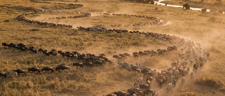 Wildebeest and zebra streaming across the plains of the Masai Mara during the Great Migration