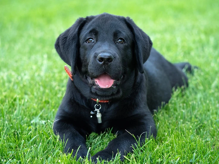 A black Labrador retriever puppy lying in green grass