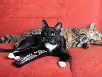 Cat Sitting
