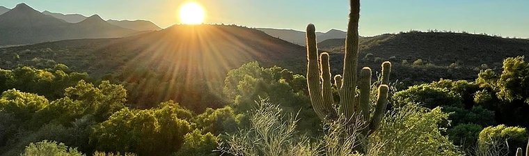 Saguaro backlit by sunset in the Tonto National Forest