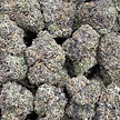 1G exotic flower