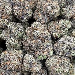 Rollinup Cali — Blue Suede