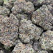 7G exotic flower