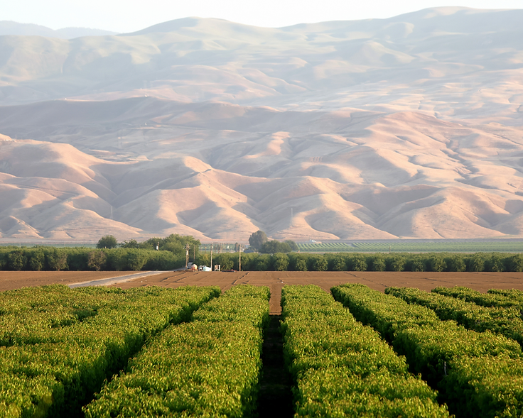 Citrus orchard rows in front of golden foothills in California's Central Valley