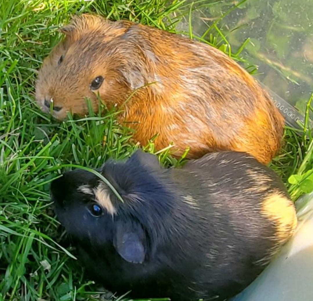 Pet Pop-In Visits