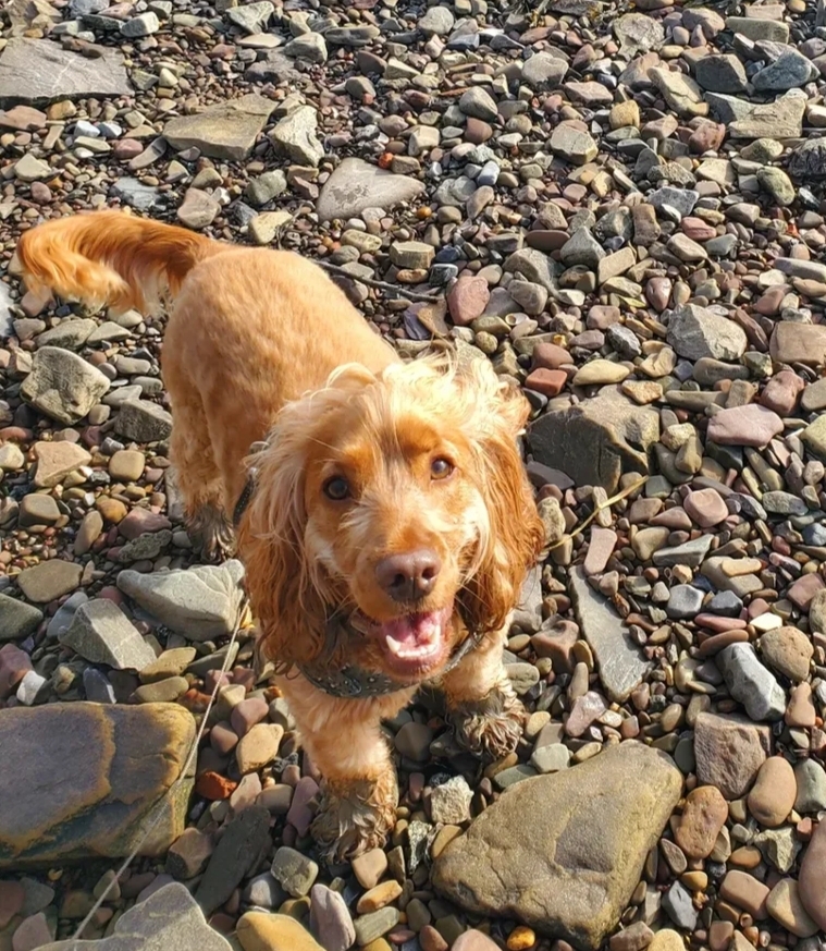 Private Solo Explorer Dog Walk