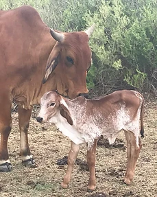 Cattle and calves, Agri for Africa, South Africa
