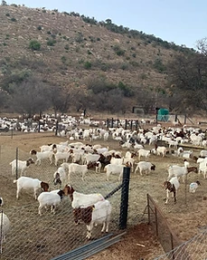 Goat operations, Agri for Africa, South Africa