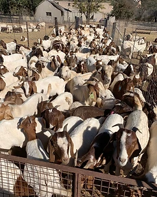 Boer goat herd, Agri for Africa, South Africa