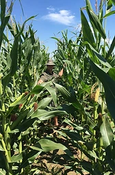 Man standing in a tall maize field on a commercial farm in South Africa