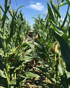 Man standing in a tall maize field on a commercial farm in South Africa
