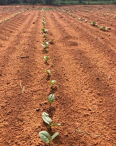 New season planting, Agri for Africa, South Africa