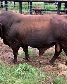 Breeding bull, Agri for Africa, South Africa